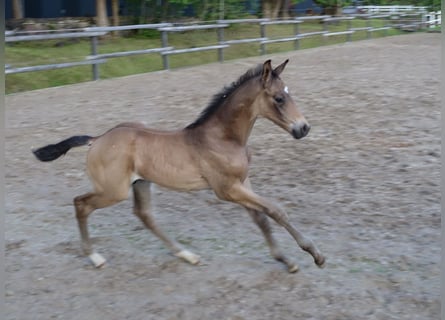 Trakehner, Stallion, 1 year, Buckskin