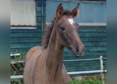 Trakehner, Stallion, 1 year, Grey