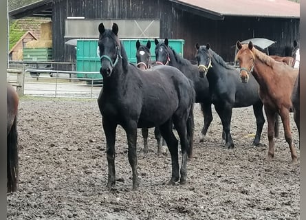 Trakehner, Stallion, 2 years, 15.2 hh, Black