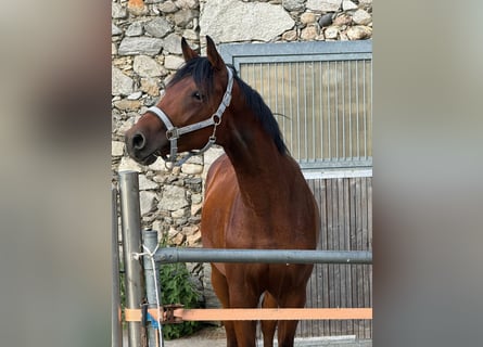 Trakehner, Stallion, 2 years, 15.2 hh, Brown