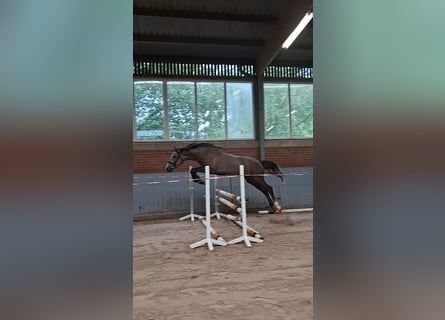 Trakehner, Stallion, 2 years, 15.2 hh, Can be white