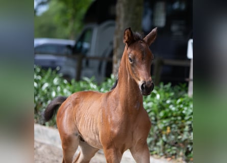 Trakehner, Stallion, 2 years, 16.1 hh, Brown
