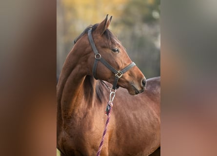 Trakehner, Stallion, 2 years, 16.2 hh, Bay