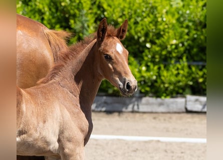 Trakehner, Stallion, 2 years, 16,2 hh, Chestnut-Red