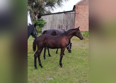 Trakehner, Stallion, 2 years, 16,2 hh, Smoky-Black