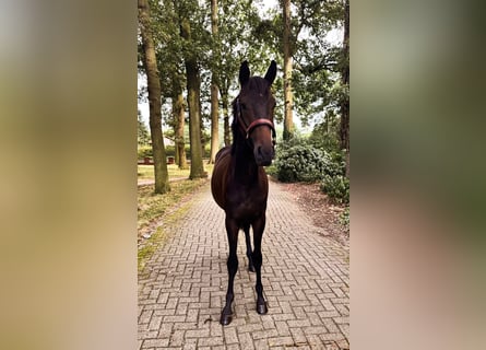 Trakehner, Stallion, 2 years, 16.2 hh, Smoky-Black