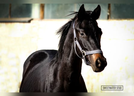 Trakehner, Stallion, 2 years, 16.2 hh, Smoky-Black
