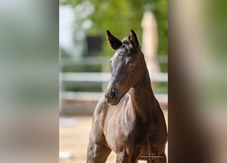 Trakehner, Stallion, 2 years, Black