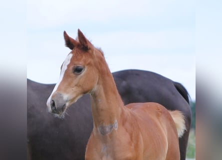 Trakehner, Stallion, 2 years, Chestnut-Red