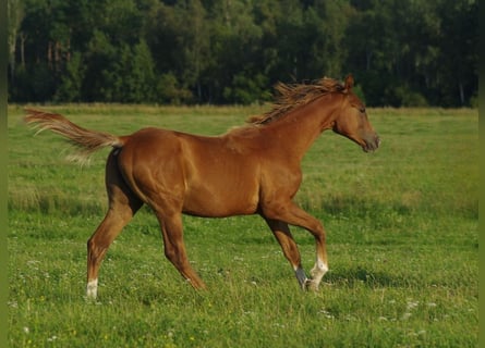 Trakehner, Stallion, 2 years, Chestnut-Red