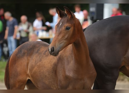 Trakehner, Stallion, 2 years