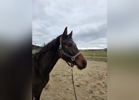 Trakehner, Stallion, 3 years, 15,1 hh, Brown