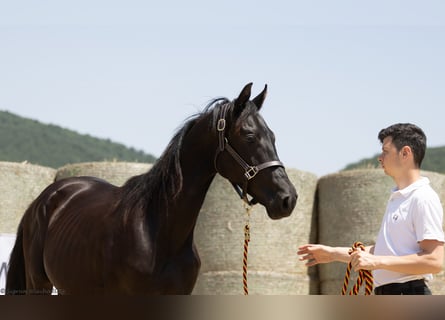 Trakehner, Stallion, 3 years, 16,1 hh, Smoky-Black