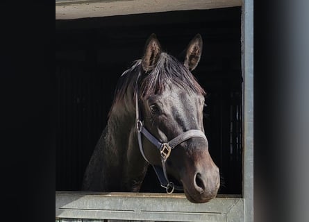 Trakehner, Stallion, 3 years, 16.3 hh, Black