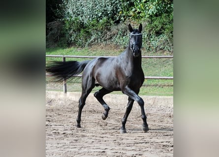 Trakehner, Stallion, 3 years, 16.3 hh, Smoky-Black