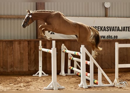 Trakehner, Stallion, 3 years, 16 hh, Chestnut-Red