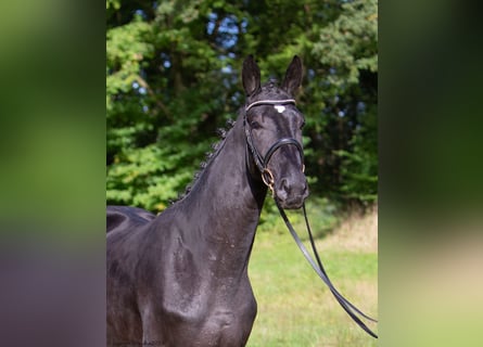 Trakehner, Stallion, 3 years, Smoky-Black
