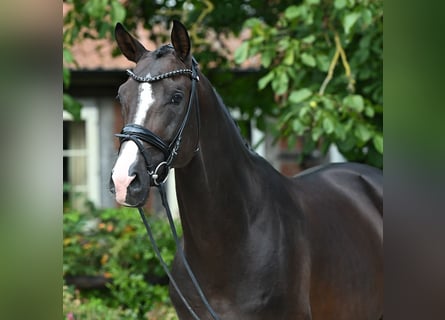 Trakehner, Stallion, 5 years, 16,1 hh, Bay-Dark