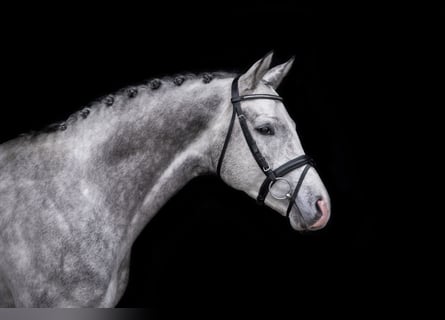Trakehner, Stallion, 6 years, 16 hh, Gray