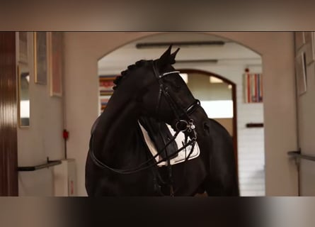 Trakehner, Stallion, 9 years, 16,2 hh, Black