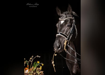 Trakehner, Stallion, 13 years, 16,1 hh, Black