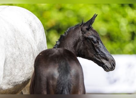 Trakehner, Stallion, Foal (03/2024), 16.1 hh, Black