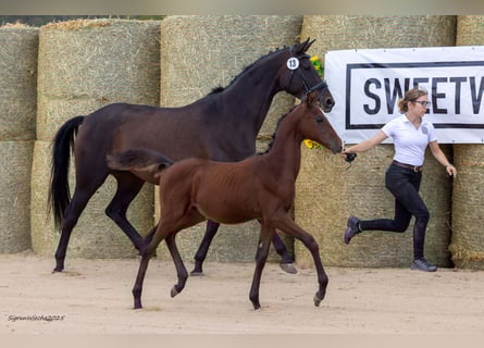 Trakehner, Stallion, Foal (05/2025), 16.1 hh, Brown