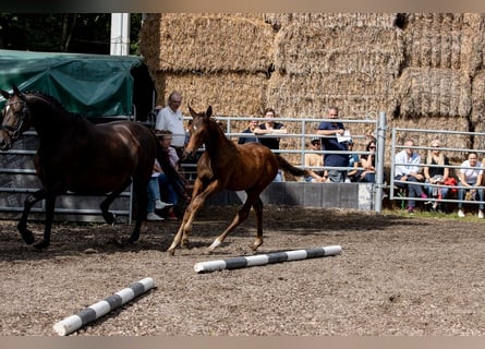 Trakehner, Stallion, Foal (04/2023), 16.1 hh, Brown