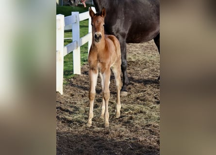 Trakehner, Stallion, Foal (04/2026), 16.1 hh, Can be white
