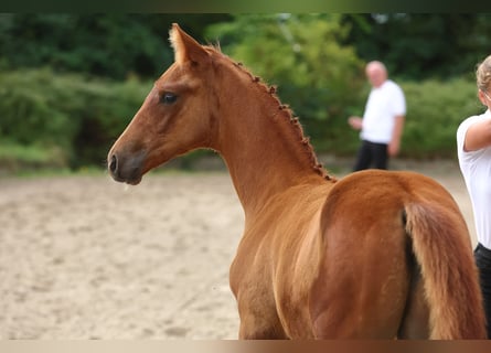 Trakehner, Stallion, Foal (06/2023), 16.1 hh, Chestnut-Red
