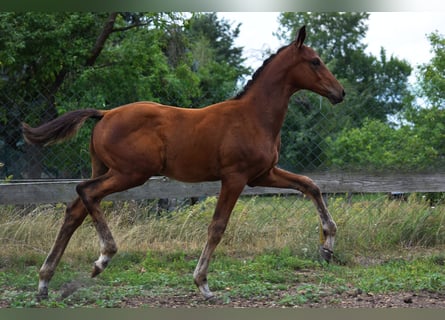 Trakehner, Stallion, Foal (04/2026), 16.2 hh, Bay-Dark