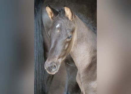 Trakehner, Stallion, Foal (04/2023), 16.2 hh, Black