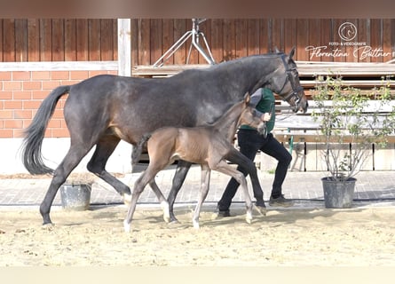 Trakehner, Stallion, Foal (03/2026), 16.2 hh, Brown