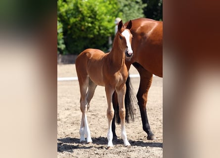 Trakehner, Stallion, Foal (05/2023), 16.2 hh, Brown