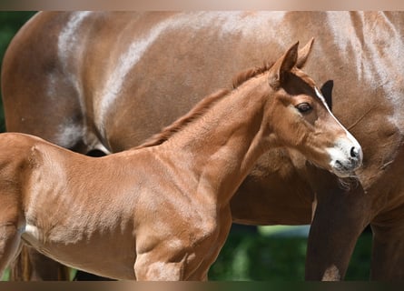 Trakehner, Stallion, Foal (05/2024), 16.2 hh, Chestnut-Red