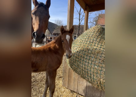 Trakehner, Stallion, , 16,2 hh, Chestnut-Red