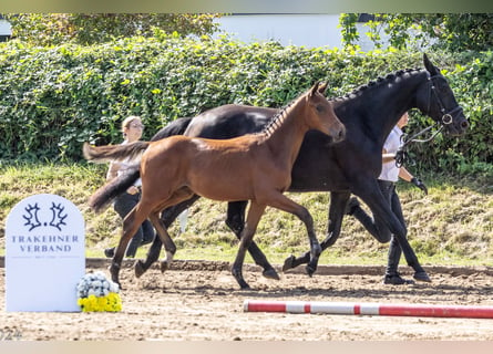 Trakehner, Stallion, Foal (04/2024), 16,3 hh, Brown