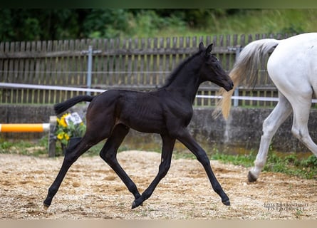 Trakehner, Stallion, Foal (06/2023), 16.3 hh, Can be white