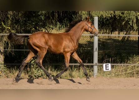 Trakehner, Stallion, Foal (04/2023), 16 hh, Brown