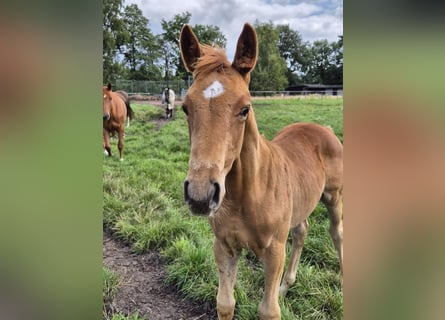 Trakehner, Stallion, Foal (05/2025), 16 hh, Chestnut-Red