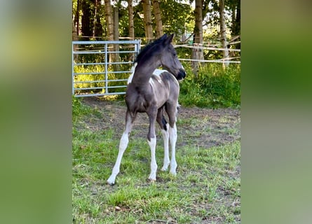 Trakehner Mix, Stallion, Foal (04/2026), 16 hh, Pinto