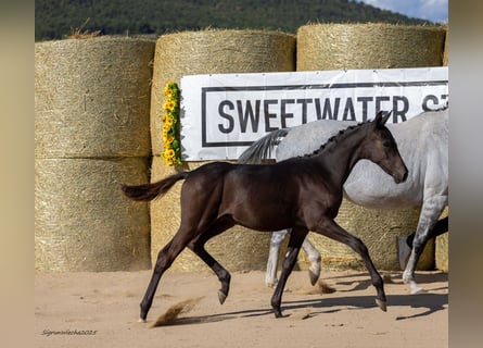 Trakehner, Stallion, Foal (04/2025), 16,1 hh, Bay-Dark