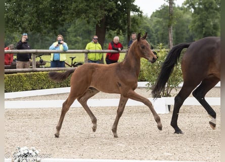 Trakehner, Stallion, , 16,2 hh, Bay-Dark