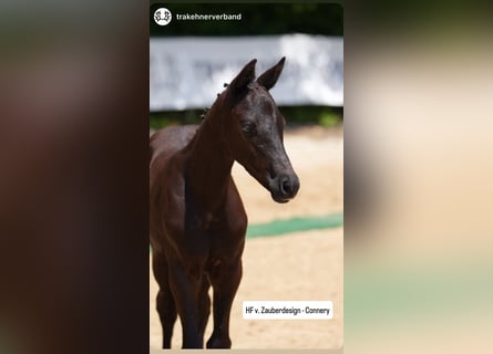 Trakehner, Stallion, , 16,2 hh, Black