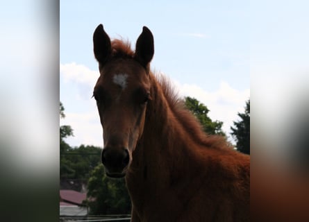 Trakehner, Stallion, , 16,2 hh, Chestnut-Red