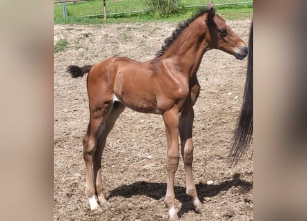 Trakehner, Stallion, Foal (06/2024), 17 hh, Brown