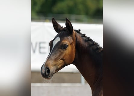Trakehner, Stallion, Foal (03/2026), Bay-Dark