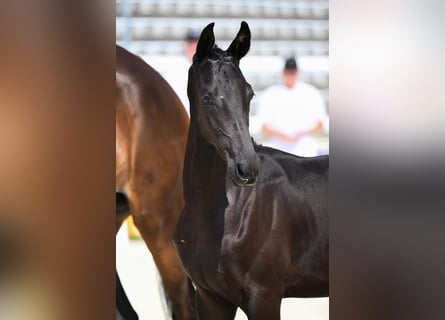 Trakehner, Stallion, Foal (03/2026), Black