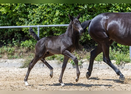 Trakehner, Stallion, , Black