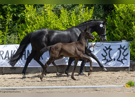 Trakehner, Stallion, Foal (04/2023), Black